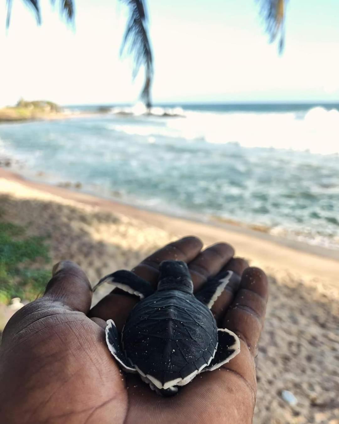ホテル Jk House Turtle Point ディックウェラ エクステリア 写真