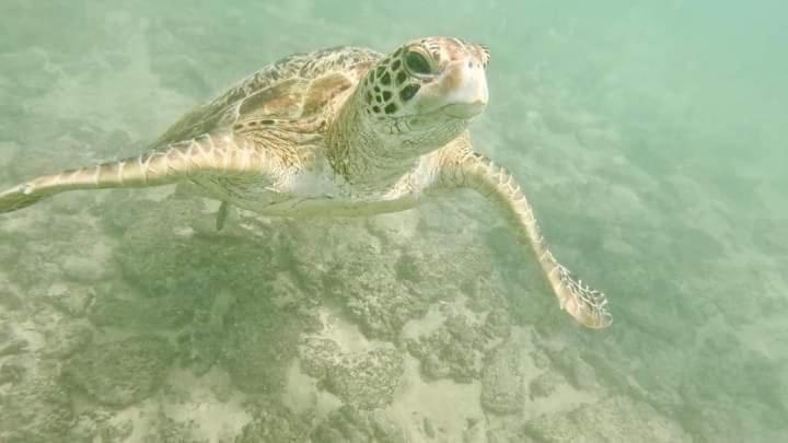 ホテル Jk House Turtle Point ディックウェラ エクステリア 写真
